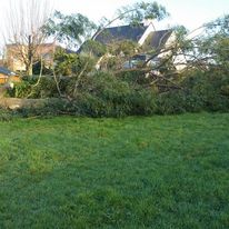 abattage d arbre