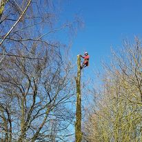 demontage d arbre 1