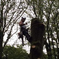 demontage d arbre
